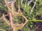 Fork Leaved Sundew, In Tahakopa Marshes