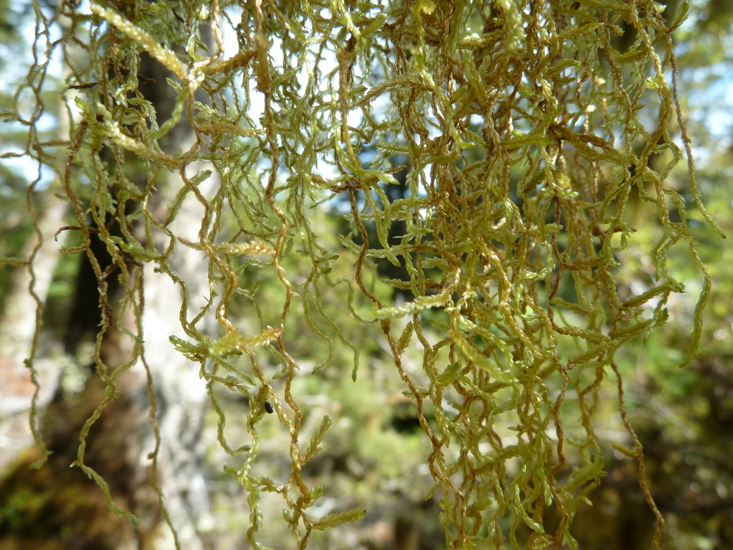 Weymouthia Mollis. Photo Aimee Pritchard