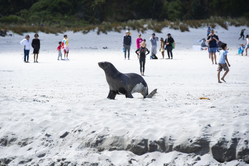 389478 Scenic Brightonbeachsummer 043 Dunedinnz