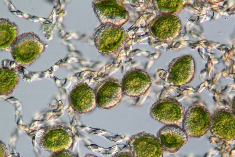 Megaceros Leptohymenius 12521 01