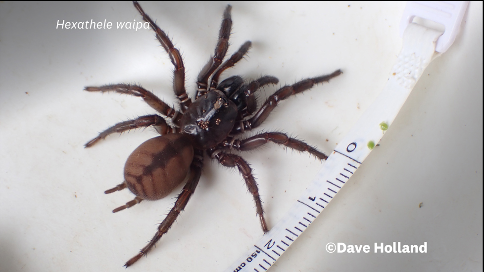 Hexathele Waipa Photo 107669240, (C) Dave Holland, Some Rights Reserved (CC BY NC) Inaturalist