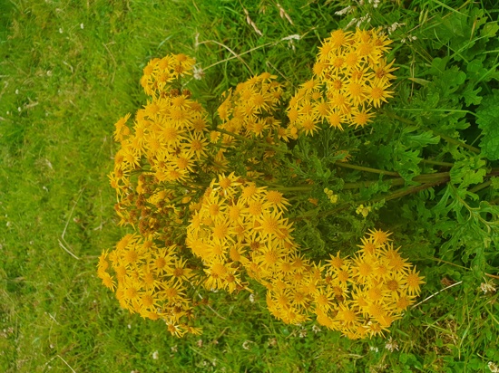 Ragwort Bush Yellow Flower Photo Kirk Robertson