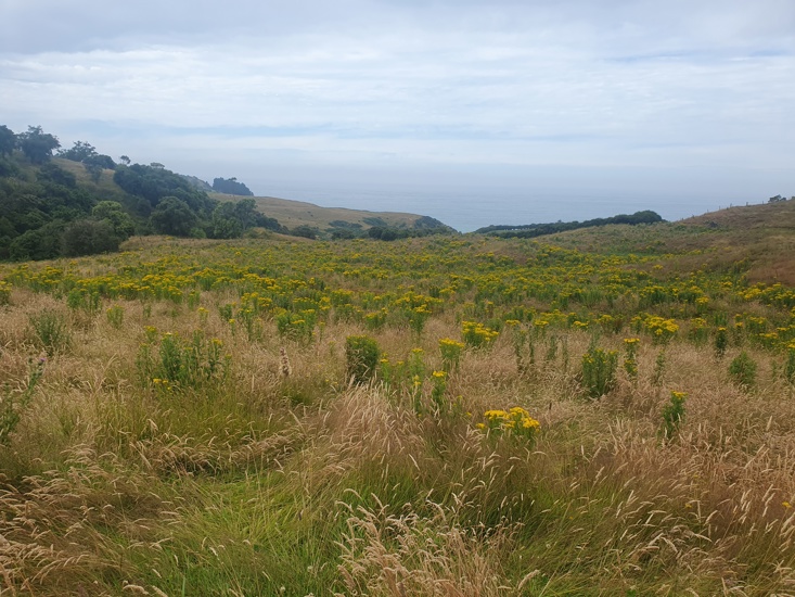 Ragwort Full Field Of Yellow Flower Photo Kirk Robertson