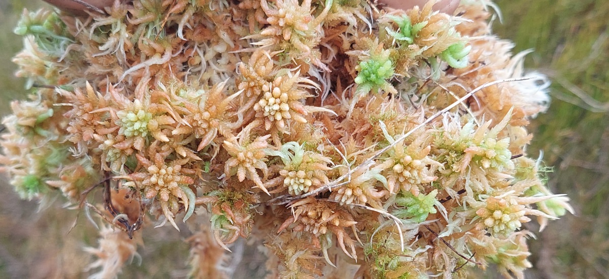 Sphagnum Moss, Tahakopa