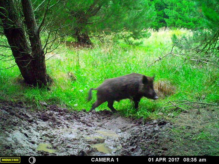Feral Pig ORC Trail Cam 2025 (1)