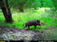 Feral Pig ORC Trail Cam 2025 (1)