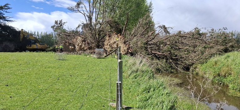 An ORC contractor removes trees following 23 Oct windstorm from Lovells Stream, northwest of Balclutha township. Photo Garry LaHood/ORC