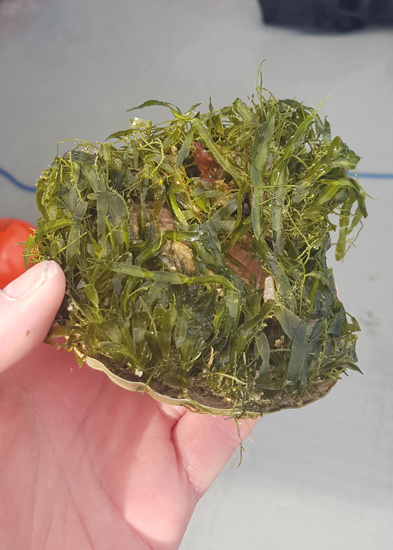 Tipa Scallops In Okupu Blind Bay Covered In Exotic Caulerpa Photo Irene Middleton, NIWA