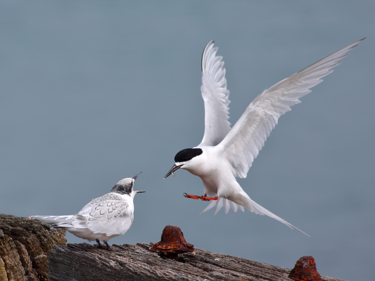 White Fronted Tern Sterna Striata Aramoana Mole Adobestock 575288795