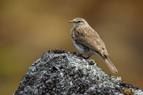 New Zealand Pipit Pihoihoi, Anthus Novaeseelandiae Novaeseelandiae Adobestock 214905131