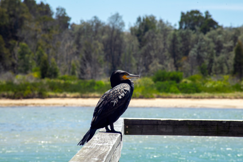 Great cormorant (scientific name phalacrocorax carbo novaehollandiae) seen near Mossy Point Boat ramp