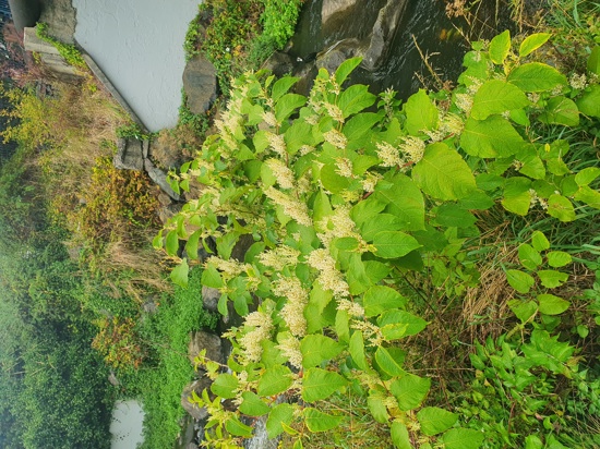 Japanese Knotweed 7