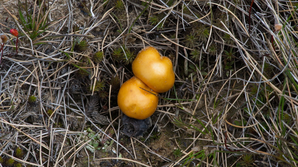 Mushroom Fungi Deconica Baylisiana Photo David Lyttle