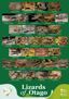 Lizards of Otago Green Background Natural Boxed image