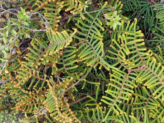 Alpine Coral Fern Tahakopa Marshes