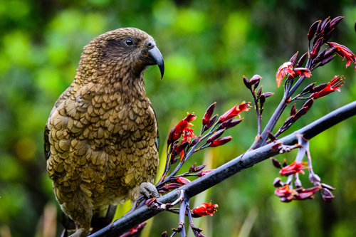 Kea Alpine Parrot Nestor Notabilis Otago Bird Flax Adobestock 103249633 (1)