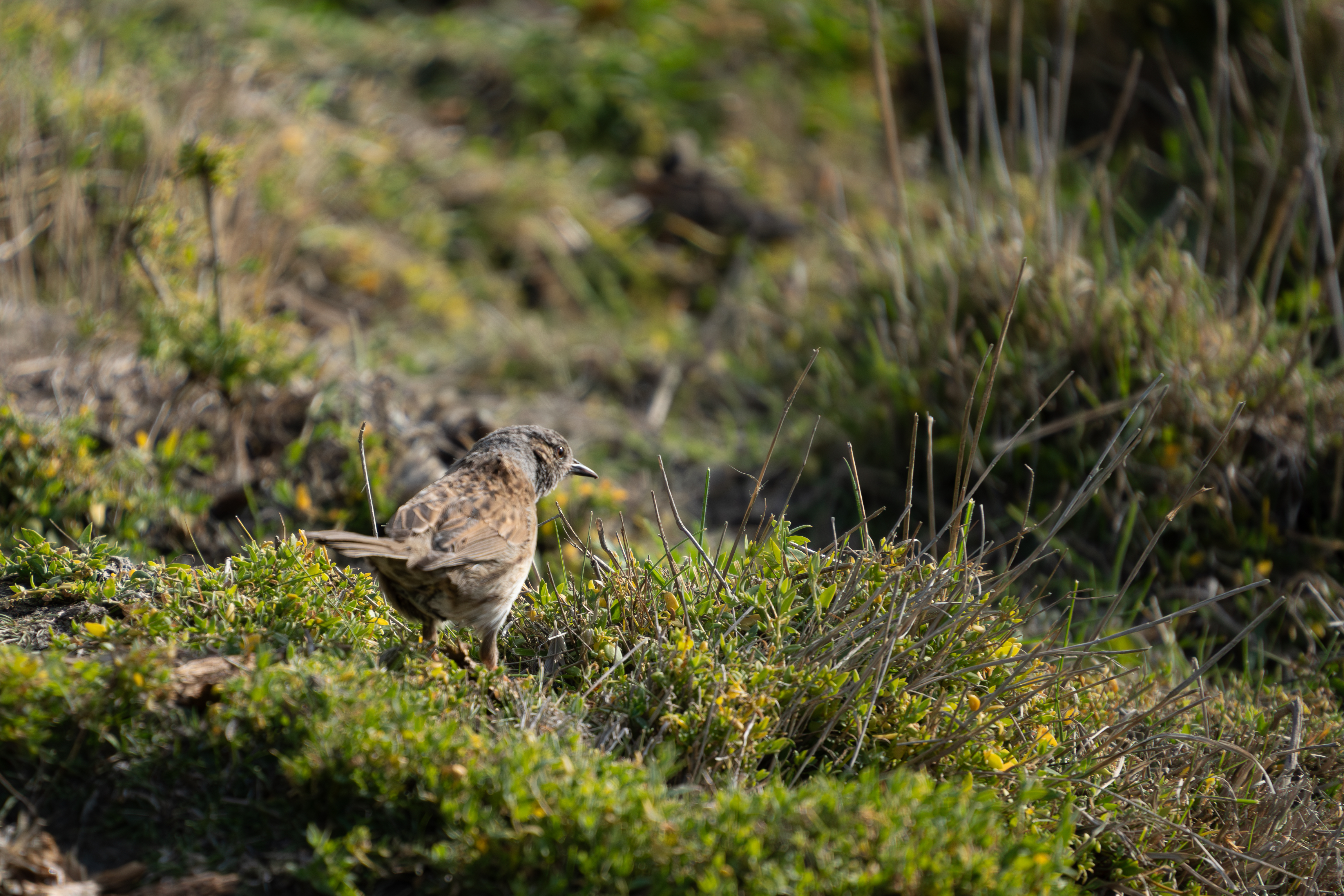 Dunnock (Prunella Modularis) Bird Cape Wanbrow, Oamaru Adobestock 836400577