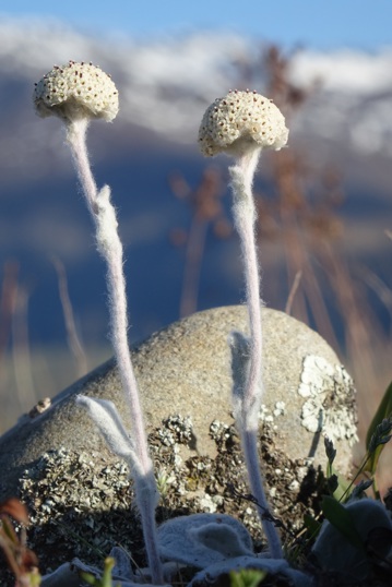 Craspedia Argentea. Photo John Barkla