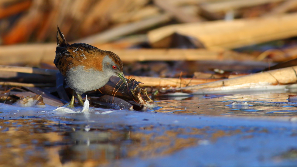 A Marsh Crake Or Baillon's Crake (Porzana Pusilla), New Zealand Endemic Subspecies P. P. Affinis Is Walking (Foraging) In The Reeds Near Water, At Tomahawk Lagoon Adobestock 572269550