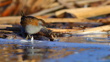 A Marsh Crake Or Baillon's Crake (Porzana Pusilla), New Zealand Endemic Subspecies P. P. Affinis Is Walking (Foraging) In The Reeds Near Water, At Tomahawk Lagoon Adobestock 572269550