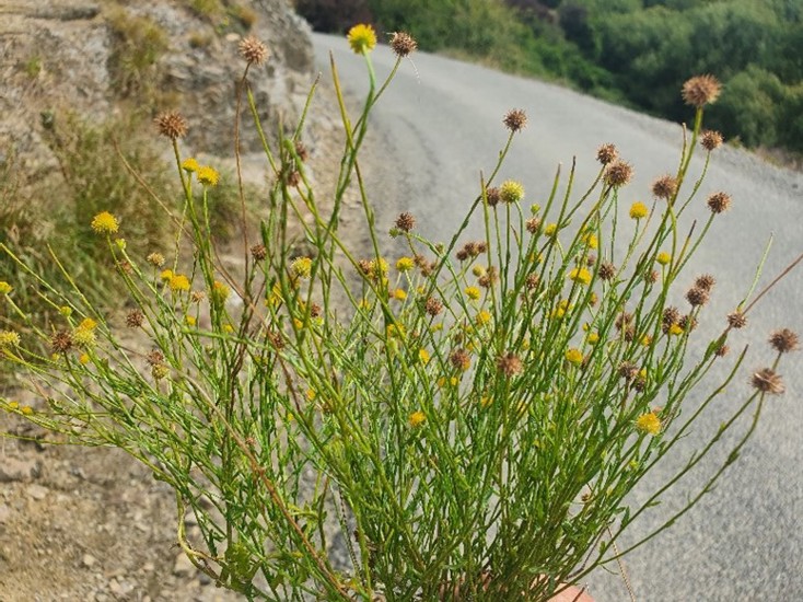 Bur Daisy Calotis Lappulacea 4