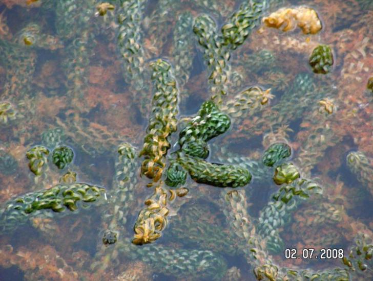 Lagarosiphon Major Tapnell Prospect Quarry Gtooney IWNHAS