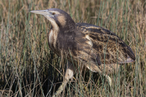 Bird Botaurus Poiciloptilus Australasian Bittern Adobestock 281880421