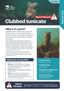 Clubbed Tunicate R Pest Fact Sheets A4 Oct 2025 Cover