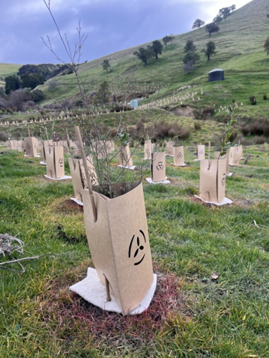 Planting Completed In 2023 On A Property In The Catchment