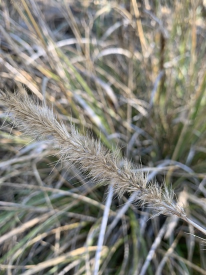 African Feather Grass Andy Steed