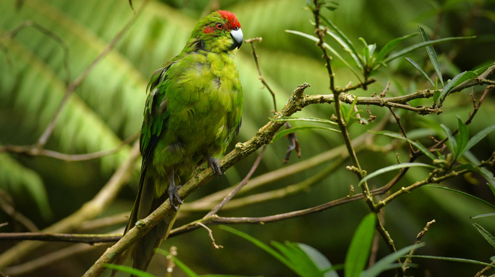 Bird Cyanoramphus Novaezelandiae Red Crowned Parakeet Kakariki Adobestock 387656718