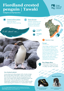 Fiordland Crested Penguin Tawaki Thumbnail