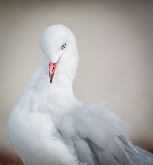 Red Billed Gull Bird Larus Novaehollandiae Scopulinus Adobestock 1085161332