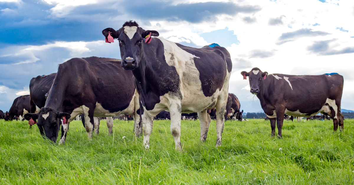 Dairyeffluentcow2 1200