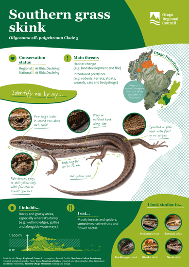 ORC Southern Grass Skink A4 2024 (1)