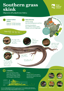 ORC Southern Grass Skink A4 2024 (1)