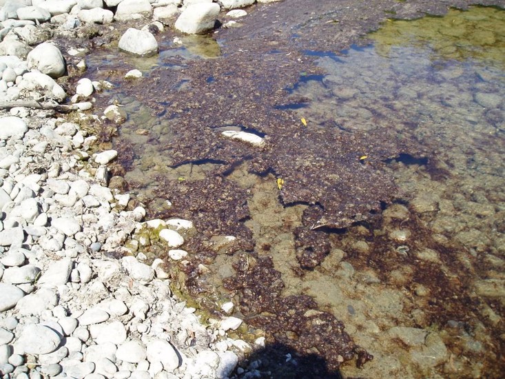 Benthic cyanobacteria toxic algae in riverbed