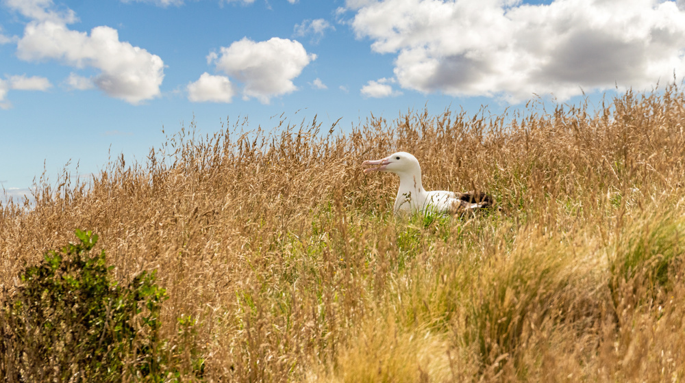 Albatros Breeding At The Royal Albatros Centre, Owaka Peninsula Clutha South Otago Adobestock 444613958