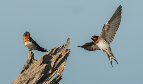 Welcome Swallow Warou Hirundo Neoxena Neoxena Adobestock 401579748