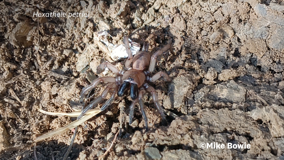 Hexathele Petriei Photo 485235973, (C) Mike Bowie, Some Rights Reserved CC BY 4.0 Inaturalist