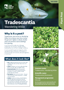 Tradescantia Plant And Pest Fact Sheets A4 250813 Cover Page 1