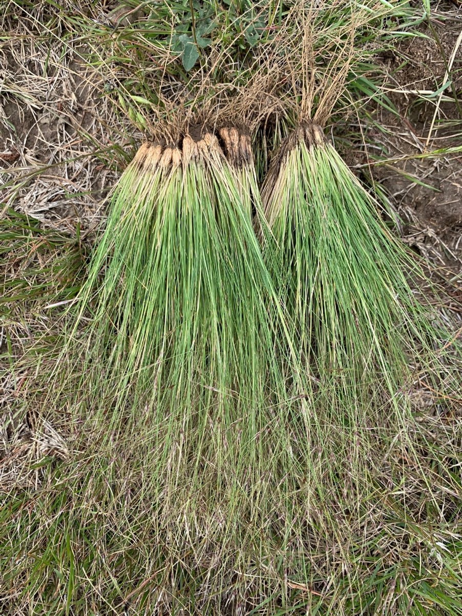 Nassella tussock