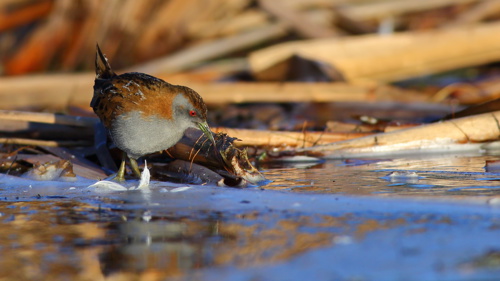 Marsh Crake Or Baillon's Crake Porzana Pusilla Affinis Kotoreke Tomahawk Lagoon Dunedin Bird Adobestock 572269550