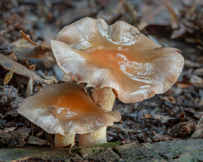 Cortinarius Rotundisporus Fungi Growing In Leaf Litter NSW, Australia Adobestock 388161715