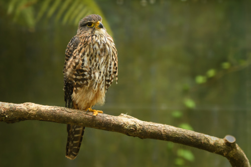 New Zealand Falcon - Falco novaeseelandiae - Karearea
