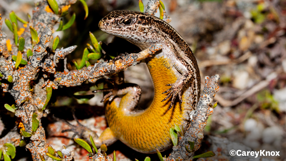 Nevis Skink 2 53142021838 O Carey Knox Website Only