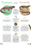 Lizard Vs Tuatara Poster Smaller