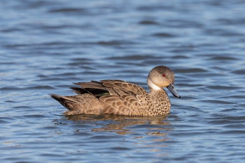 Anas Gracilis Grey Teal Adobestock 290456916
