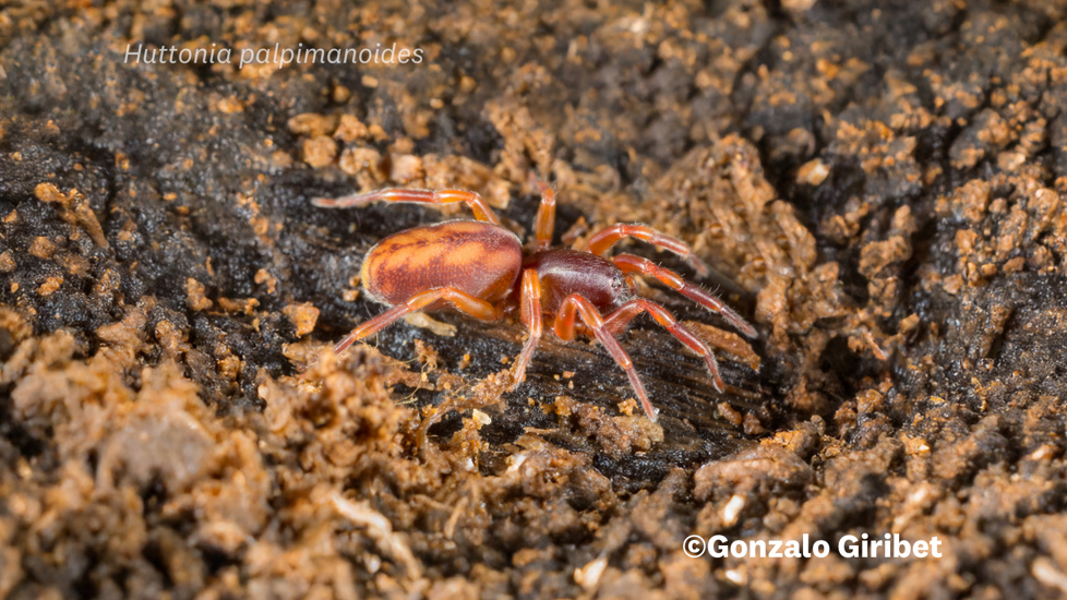 Huttonia Palpimanoides, (C) Gonzalo Giribet, Some Rights Reserved (CC BY NC)