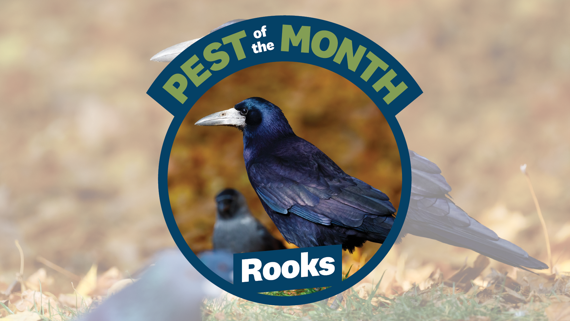 Pest Of The Month Header Sept 2024 Rooks 1920X1080 (1)